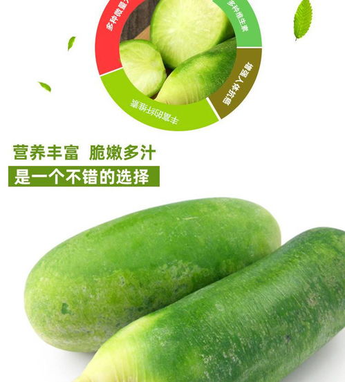 綠意盎然·至純原味 | 商丘沙窩青蘿卜·水果型生鮮蔬菜5斤裝體驗